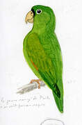 Golden-winged Parakeet