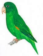 Golden-winged Parakeet