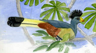 Great Blue Turaco