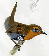 Chucao Tapaculo