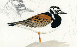 Ruddy Turnstone