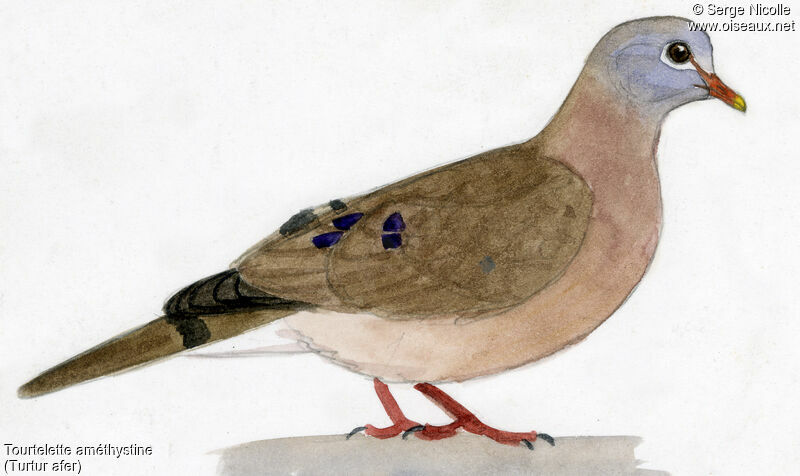 Blue-spotted Wood Dove, identification