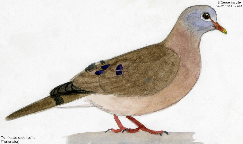 Blue-spotted Wood Dove, identification