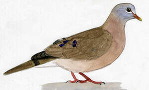 Blue-spotted Wood Dove