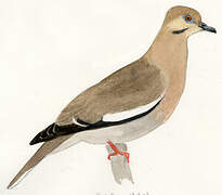 White-winged Dove