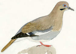 White-winged Dove