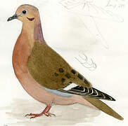 Zenaida Dove