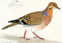 Zenaida Dove