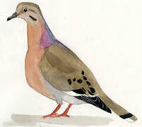 Zenaida Dove