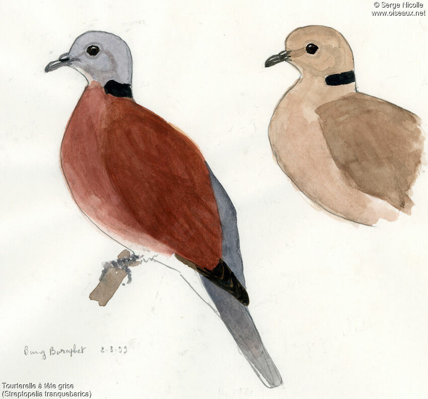 Red Turtle Dove