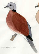 Red Collared Dove