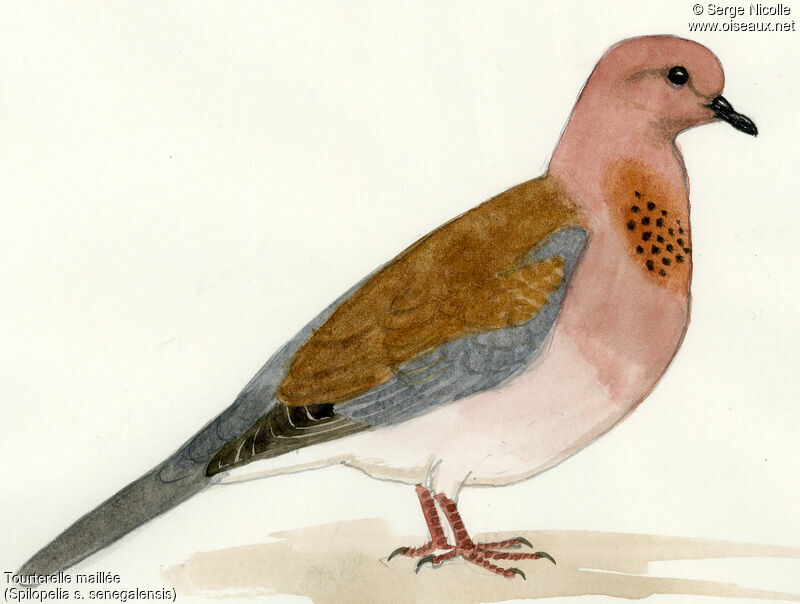 Laughing Dove, identification
