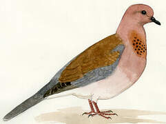 Laughing Dove