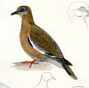 West Peruvian Dove