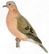 Eared Dove