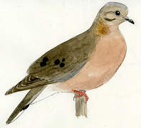 Eared Dove