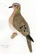 Eared Dove