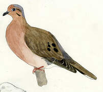 Eared Dove