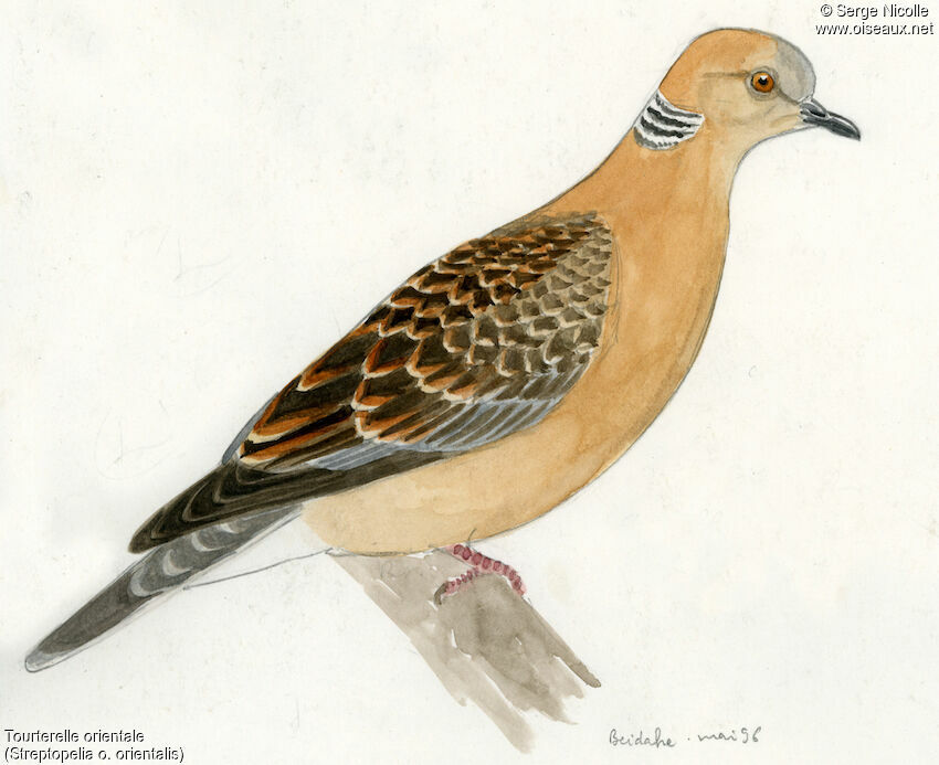 Oriental Turtle Dove, identification