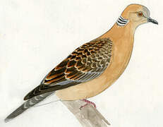 Oriental Turtle Dove