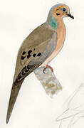 Mourning Dove