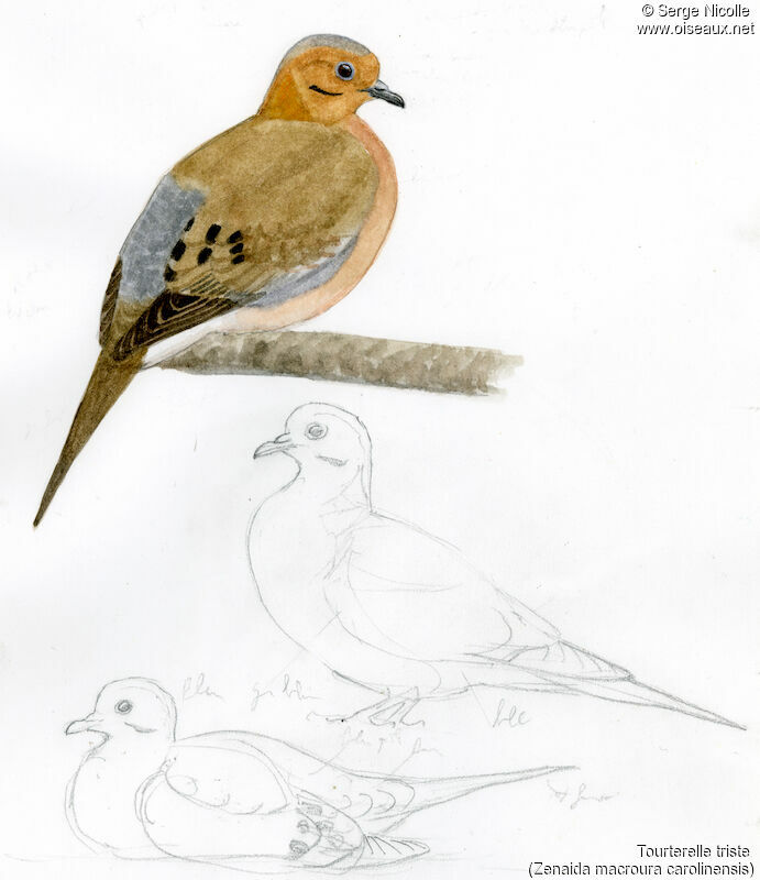 Mourning Dove, identification