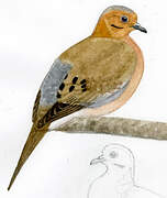 Mourning Dove