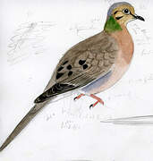 Mourning Dove