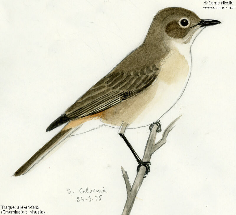 Sickle-winged Chat, identification