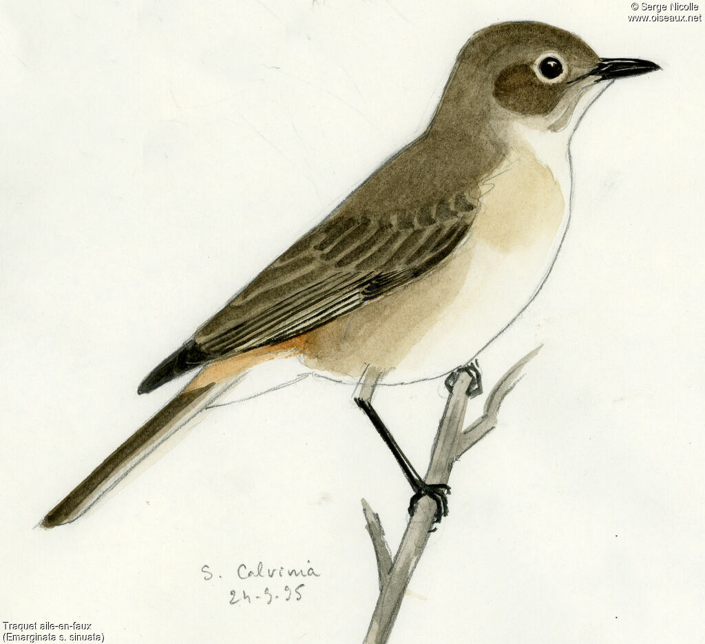 Sickle-winged Chat, identification