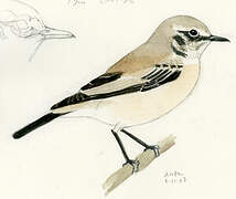 Desert Wheatear