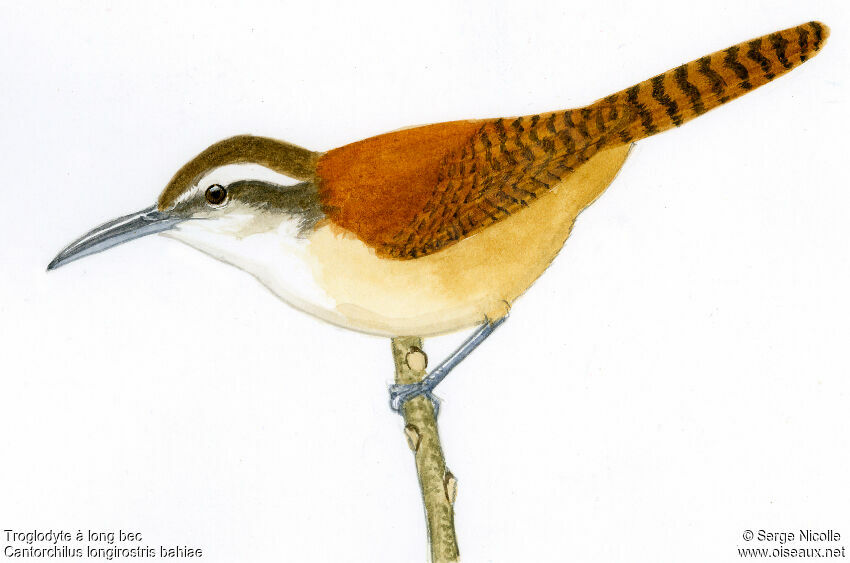 Long-billed Wren, identification