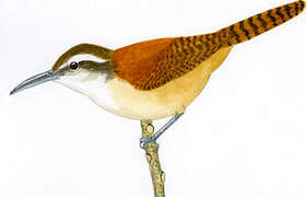 Long-billed Wren