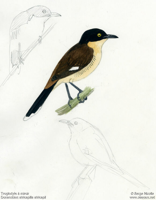 Black-capped Donacobius, identification