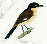 Black-capped Donacobius