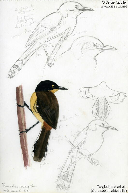 Black-capped Donacobius, identification