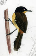 Black-capped Donacobius