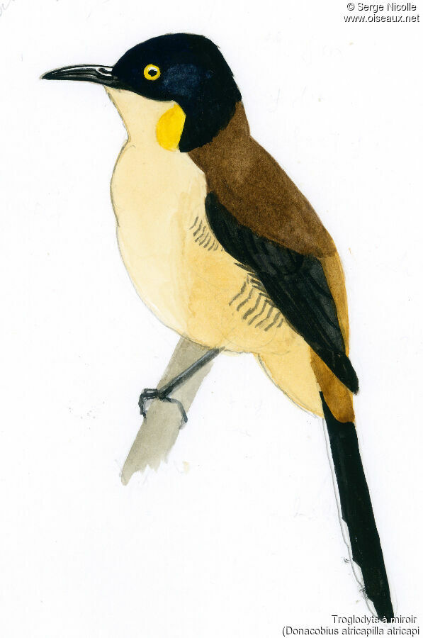 Black-capped Donacobius, identification