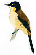 Black-capped Donacobius