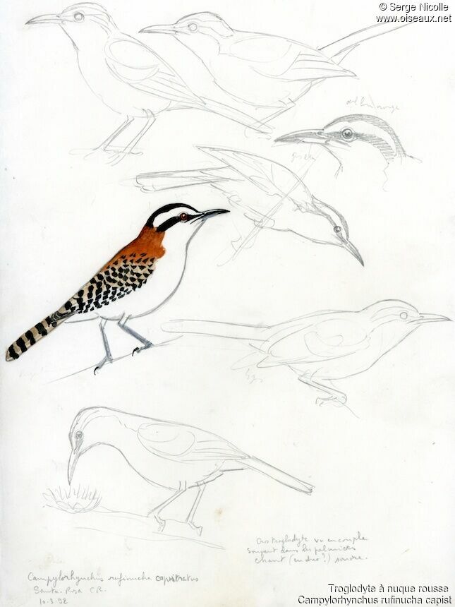 Rufous-naped Wren