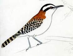 Rufous-naped Wren