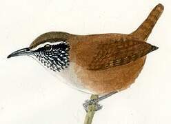 Grey-breasted Wood Wren