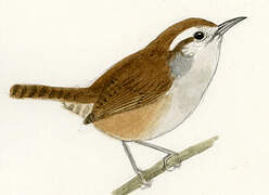 White-bellied Wren