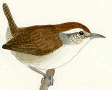 White-bellied Wren