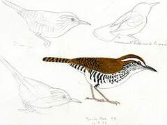 Banded Wren