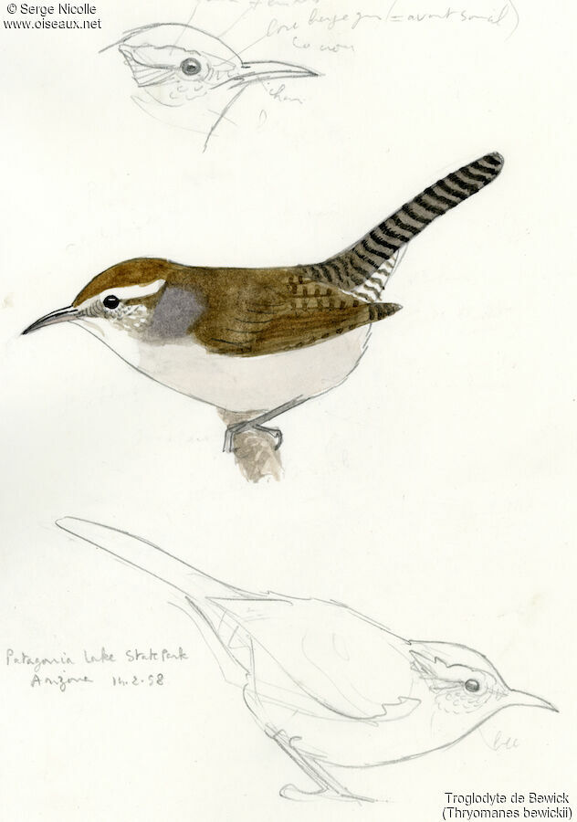 Bewick's Wren, identification