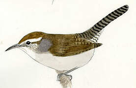 Bewick's Wren