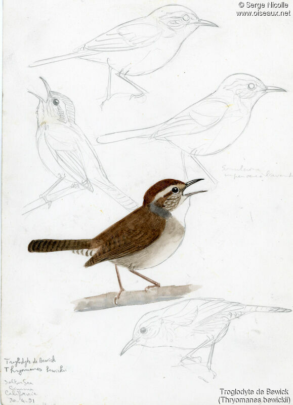 Bewick's Wren, identification