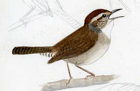 Bewick's Wren