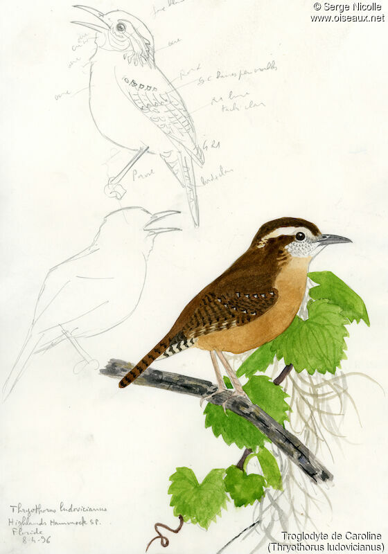 Carolina Wren, identification